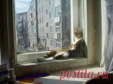 Кошки, которые расслабились по самое не могу…