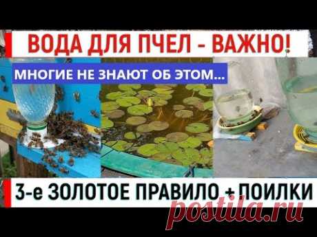 Вода для пчел - это важно! Как напоить пчел правильно. Обзор поилок.