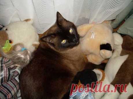 Кот-террорист | Невероятно, но факт!