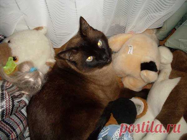 Кот-террорист | Невероятно, но факт!