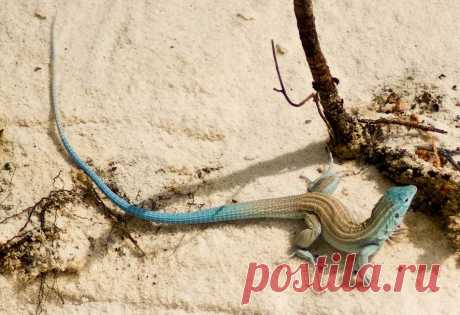 Ослепительно-белый песок в Нью-Мексико - Путешествуем вместе