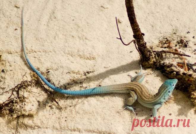 Ослепительно-белый песок в Нью-Мексико - Путешествуем вместе