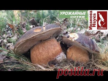 Бомбический и ПРОСТОЙ способ выращивания ГРИБОВ на участке. Попробуйте и получится!