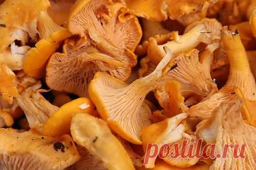 Готовим лисички: 6 самых вкусных блюд / Простые рецепты
