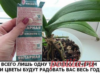 Разведите всего лишь одну таблетку вечером и цветы будут радовать вас весь год
В любой аптеке буквально за копейки продаётся средство, которое превратит ваш сад в мечту! Называется оно янтарная кислота. Янтарную кислоту принимают внутрь как лекарственное средство, используют в промышленности, но самые замечательные результаты она показывает в качестве удобрения.