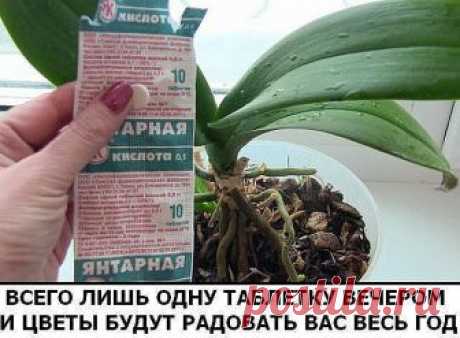 Разведите всего лишь одну таблетку вечером и цветы будут радовать вас весь год
В любой аптеке буквально за копейки продаётся средство, которое превратит ваш сад в мечту! Называется оно янтарная кислота. Янтарную кислоту принимают внутрь как лекарственное средство, используют в промышленности, но самые замечательные результаты она показывает в качестве удобрения.