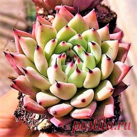 Suculenta Echeveria Cuspidata var. Zaragoza - Importada Tamanho da muda com no mínimo 5cm equivalente À SEGUNDA FOTO. Só no Brasil contamos com mais de 100 tipos de suculentas, plantas cuja característica mais marcante é o fato de armazenarem boa quantidade de água nas raízes, no talo ou nas folhas, o que varia de acordo com a espécie. Essa adaptação lhes permite manter reservas por períodos prolongados e mesmo viver em locais áridos, secos e de temperatura elevada, como o...