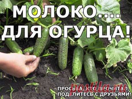МОЛОКО.... ДЛЯ ОГУРЦА!