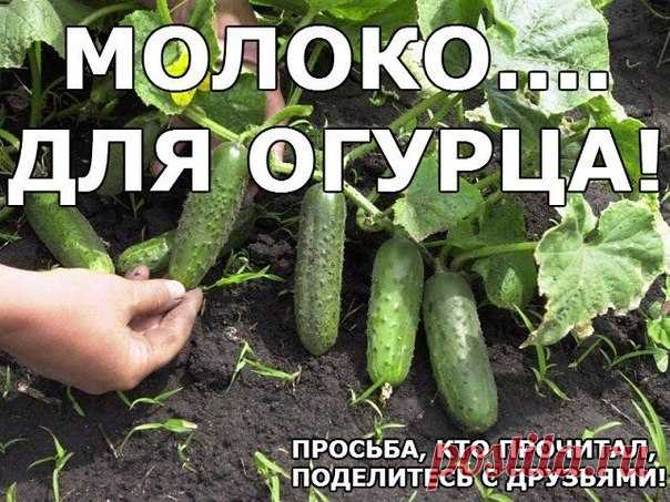 МОЛОКО.... ДЛЯ ОГУРЦА!