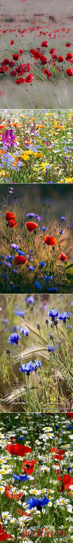 (1077) Wildflowers | Strange flowers