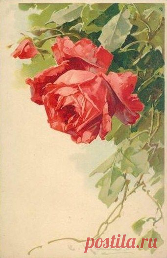 (723) Catherine Klein postcards | Roses 2