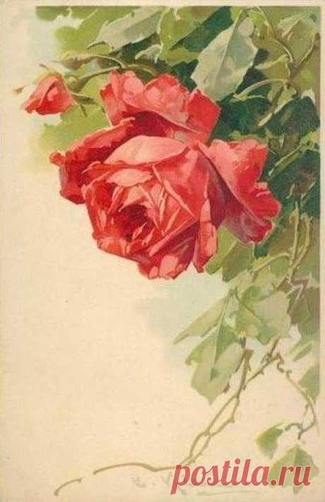 (723) Catherine Klein postcards | Roses 2