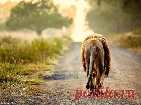 Фотографии «поющих» львов, носорогов и потрясающего тигра