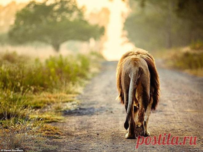 Фотографии «поющих» львов, носорогов и потрясающего тигра