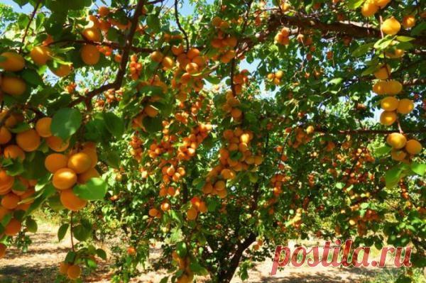 Обрезка абрикоса осенью: как правильно, схема, когда лучше