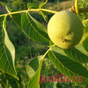 Как использовать листья грецкого ореха в лечебных целях - МирТесен