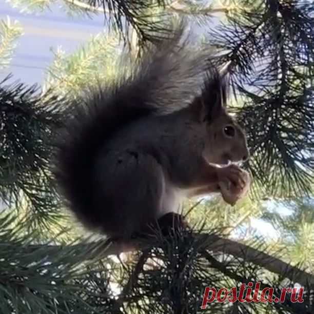 И воооооот 👐🏻такие белки на территории 🐿🌲😊 Хорошей пятницы!

Владимир Селиванов, актер, звезда комедийного телесериала «Реальные пацаны»: #Repost @selivanov_v
Вова на Детоксе, 4-й день, хочется отнять сухарь у белки @kivachclinic #клиникакивач #kivachclinic
#детокс #кивач #kivach #очищение#detox #здоровье #оздоровление #зож#правильноепитание
