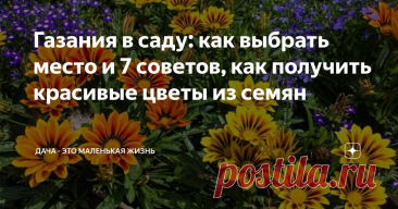 Газания в саду: как выбрать место и 7 советов, как получить красивые цветы из семян Статья автора «Дача - это маленькая жизнь» в Дзене ✍: Дивная газания, цветущая всё лето приковывает взгляды и украшает не только клумбы, но и цветочные горшки.