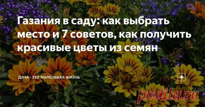 Газания в саду: как выбрать место и 7 советов, как получить красивые цветы из семян Статья автора «Дача - это маленькая жизнь» в Дзене ✍: Дивная газания, цветущая всё лето приковывает взгляды и украшает не только клумбы, но и цветочные горшки.
