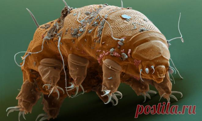 Как бороться с пылевыми клещами | Делимся советами