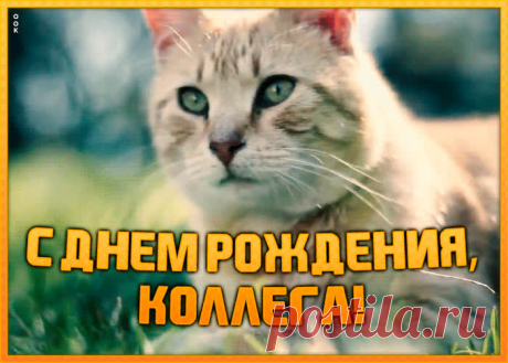 Открытка с днем рождения коллеге женщине с котиком - отправить бесплатно по электронной почте и в соц. сетях. Каталог прикольных открыток с днем рожедния для коллег.
