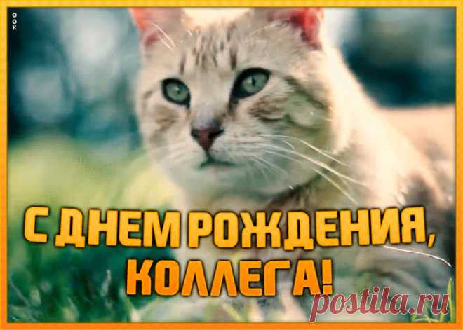 Открытка с днем рождения коллеге женщине с котиком - отправить бесплатно по электронной почте и в соц. сетях. Каталог прикольных открыток с днем рожедния для коллег.