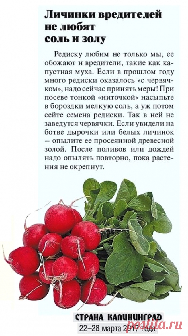 От вредителей редиски