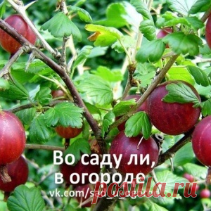 ПРИРУЧАЕМ КРЫЖОВНИК… ОГНЕМ