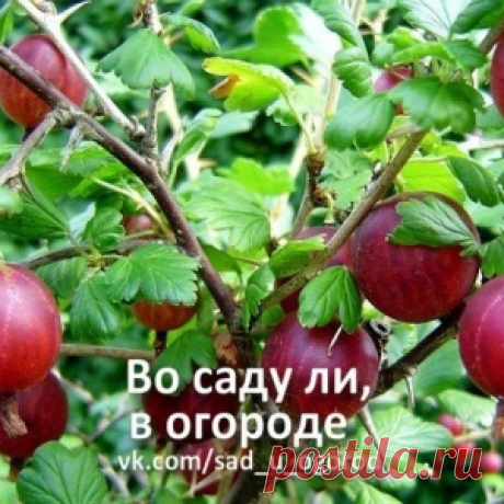 ПРИРУЧАЕМ КРЫЖОВНИК… ОГНЕМ
