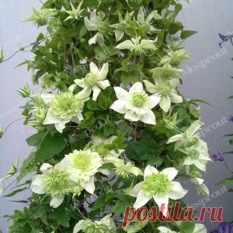 True Color Mixing Ломонос Луковицы, Ломонос Цветок, (Не Ломонос Семена), Открытый Завод, Естественный Прирост, бонсай Дома Сад 2 Лампы купить на AliExpress