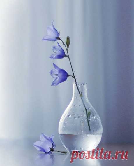 цветы, лето, интерьер, натюрморт