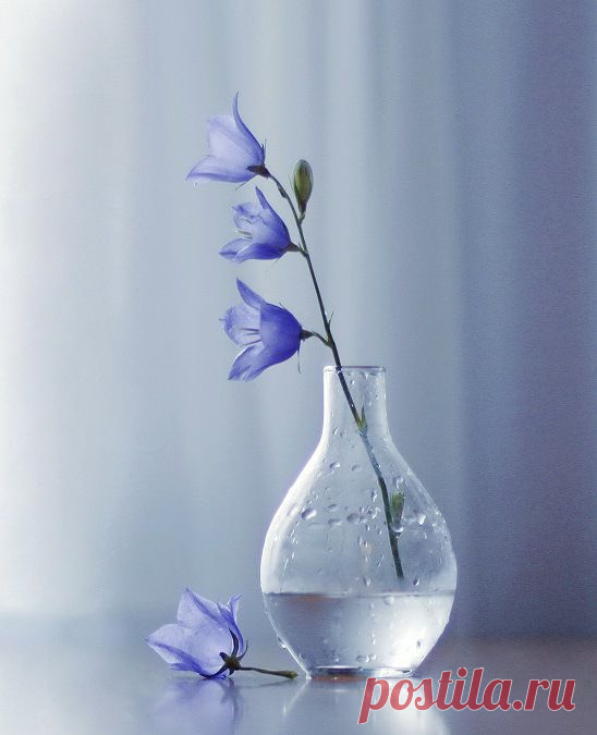 цветы, лето, интерьер, натюрморт