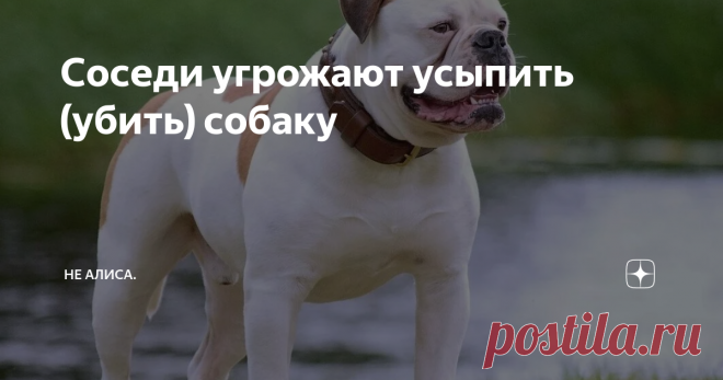 Соседи угрожают усыпить (убить) собаку Статья автора «Не Алиса. » в Дзене ✍: или Американский бульдог на приеме у депутата  На прием пришла женщина с дочкой, обе в довольно подавленном состоянии.