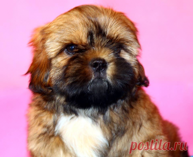 (37) Светлана Михайлова