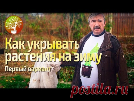Как укрывать растения на зиму.  Первый вариант.