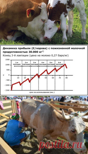 Прогнозирование продуктивности коров - БиоКорова