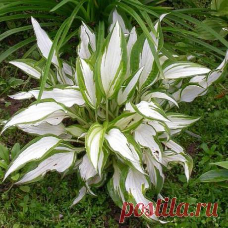 Красивая хоста в вашем саду