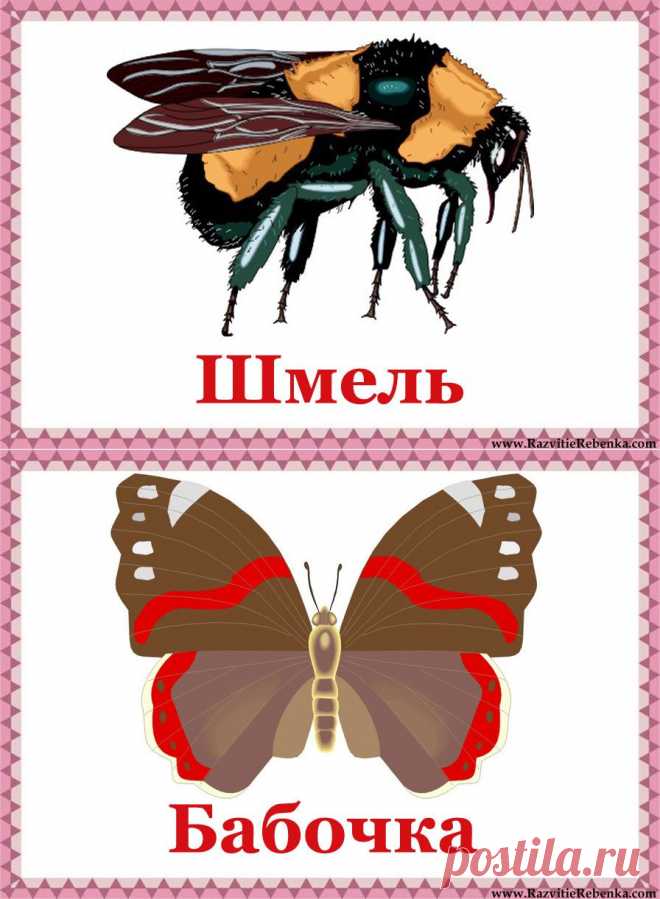  РАЗВИТИЕ РЕБЕНКА: Насекомые Карточки
