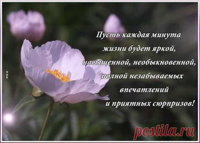 Видео открытка с пионами