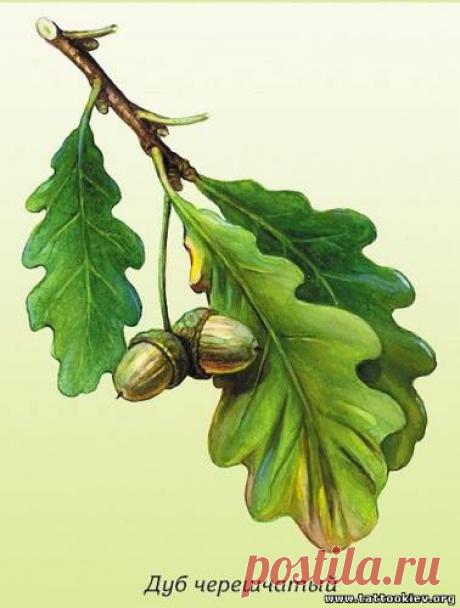 Ветка дуба с желудями эскиз - Эскизы татуировок, картинки тату и рисунки - Тату салон Альянс, Киев.