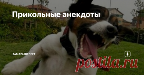Прикольные анекдоты Муж с женой спят на полу. На кровати не помещаются. Жена встаёт и идёт к холодильнику. Муж:
- Не ешь на ночь Фимочка! Соседи снизу жаловались, что у них потолок прогнулся.
Блондинка стоит перед зеркалом и надевает на шею новый шарф:
- По-моему я выгляжу как дура в шарфе.