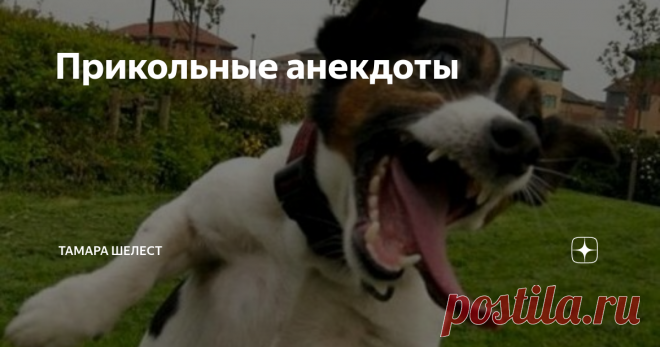 Прикольные анекдоты Муж с женой спят на полу. На кровати не помещаются. Жена встаёт и идёт к холодильнику. Муж:
- Не ешь на ночь Фимочка! Соседи снизу жаловались, что у них потолок прогнулся.
Блондинка стоит перед зеркалом и надевает на шею новый шарф:
- По-моему я выгляжу как дура в шарфе.