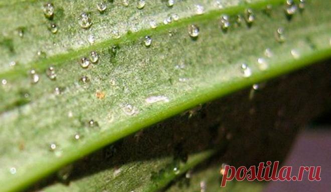 На листьях орхидеи липкие капли: что делать, почему они появились