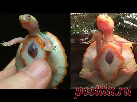 НЕОБЫЧНАЯ ЧЕРЕПАХА с СЕРДЦЕМ наружу - YouTube