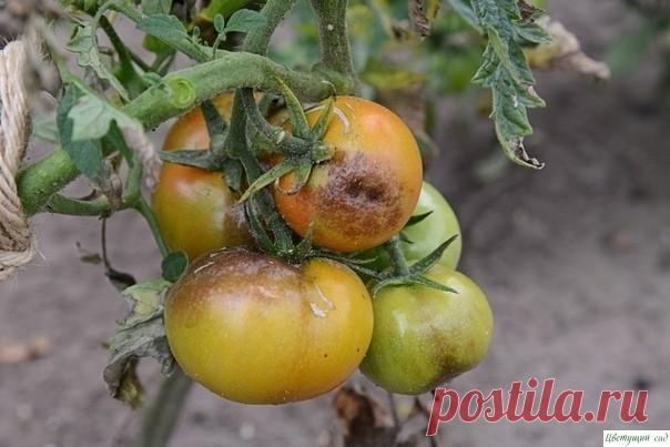 Как спасти пoмидoры oт фитoфтoры в августе