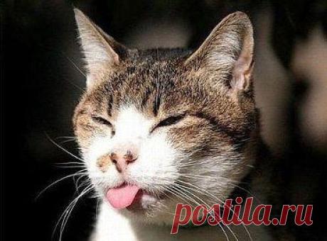 Если сердце тоска твоё гложет, Негатива полно в голове, То ты высунь язык... скорчи рожу... И скажи неприятностям "беее" )))