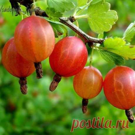 Самая красивая выпечка в мире: 25 ярких идей для украшения - МирТесен
