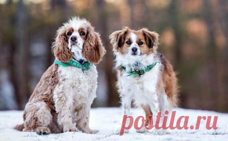 kak-pravilno-vybrat-klichku-dlya-shhenka-sobaki-2.jpg (640×396)