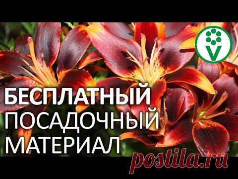 Лилия Салмон Пати (Salmon Party) - луковицы лилий купить в Минске, заказать почтой по Беларуси, недорого в интернет-магазине