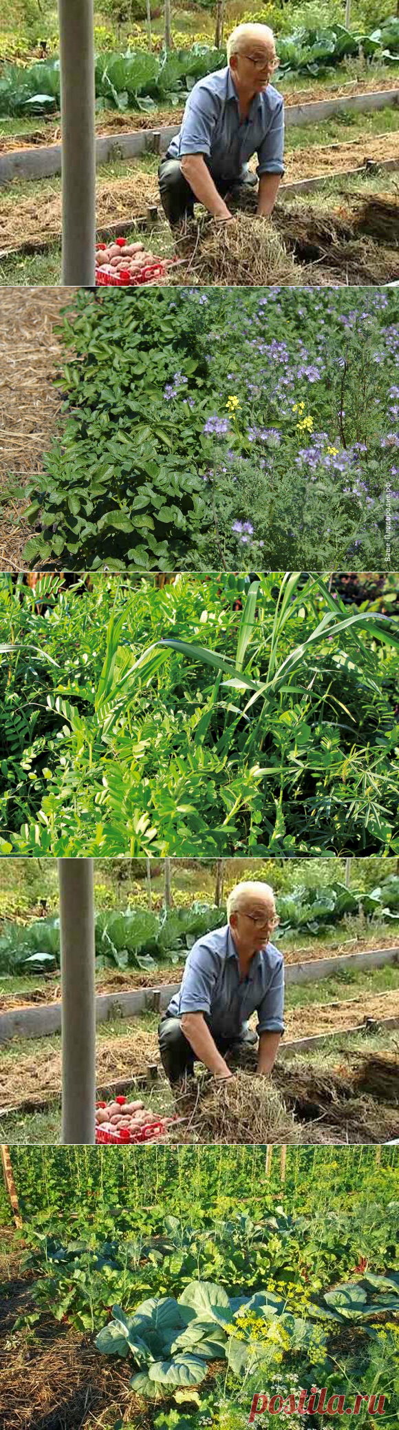 Присмотритесь к сидератам. Иван Парфентьевич Замяткин о многократном увеличении урожая